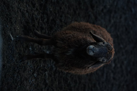 A detailed close up view of a sheeps head against a dark backgroundの写真素材