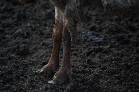 A detailed close up shot of a dogs legs resting in the dirtの写真素材