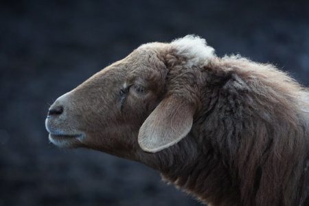 A detailed close up view of a sheeps head against a dark backgroundの写真素材