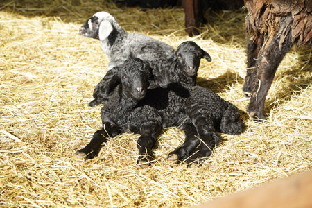 Charming and Adorable Lambs Engaging in Play and Resting Comfortablyの写真素材