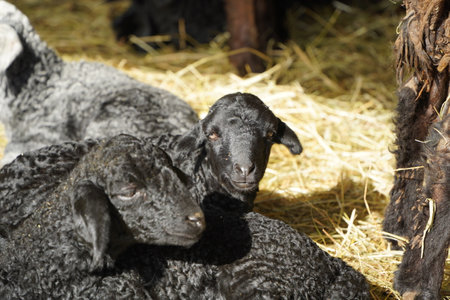 Charming and Adorable Lambs Engaging in Play and Resting Comfortably in a Cozy Barnの写真素材
