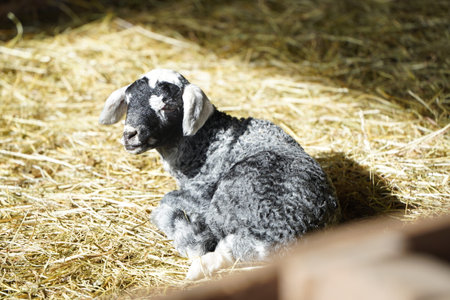 There are a couple of sheep peacefully standing next to each otherの写真素材