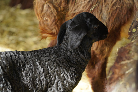 A Charming Black Lamb in a Picturesque Farm Setting Amidst Natures Beauty and Blissの写真素材