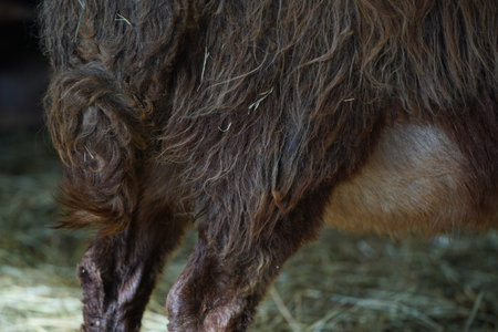 A closeup view showcasing the Goats beautifully hairy and textured coat on a farmの写真素材