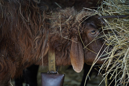 A Brown Goat is busily Feeding on Hay while wearing a Bell on a serene farm settingの写真素材