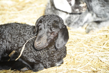 A black lamb peacefully resting on soft straw with a cute rabbit in the background nearbyの写真素材
