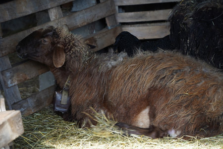 Brown sheep peacefully rest inside a cozy barn filled with hay and wooden structureの写真素材