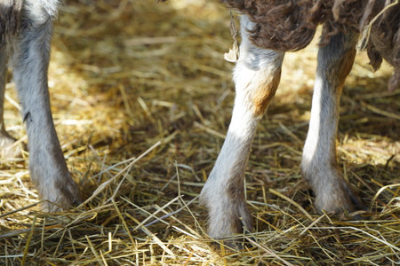 A group of adorable sheep legs resting comfortably in a bed of soft straw beddingの写真素材