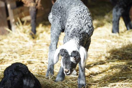 A cute black and white lamb in a serene barn setting on a peaceful farm in natureの写真素材