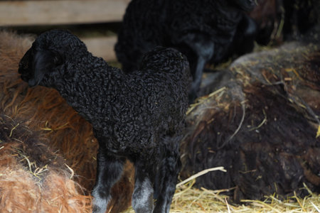A precious Newborn Black Lamb lying in a cozy Barn, surrounded by a group of Sheepの写真素材