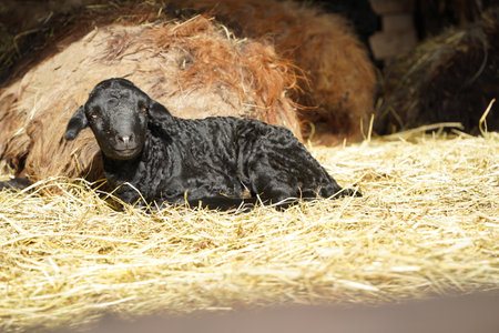 Livestock Ranching A Cute Black Lamb Resting Comfortably in a Fresh Straw Bed Outdoorsの写真素材