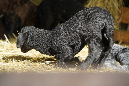 A Curly Black Lamb Grazes in a Peaceful Countrysideの写真素材