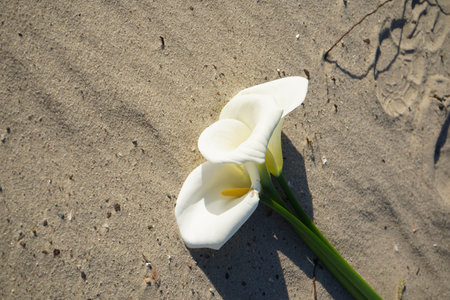 Their delicate curves reflect natural grace, blending beautifully with the golden sand and subtle shadows. White calla lilies gently placed on the beach radiate purity and calmness.の写真素材