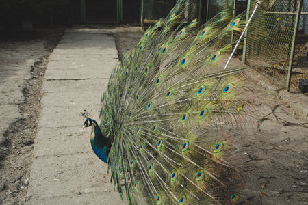 A stunning representation of natures brilliance. With a regal stance, the peacock fans out its tail in a dazzling array of colors. Each intricate feather showcases its elegance.の写真素材