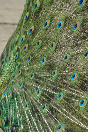 Fully extending its tail, the peacock reveals an explosion of vivid colors and intricate patterns. The majestic bird embodies grace and splendor. A moment of awe-inspiring beauty.の写真素材