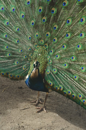 A captivating image of natural beauty. A peacock stands tall, its radiant tail feathers extended in...