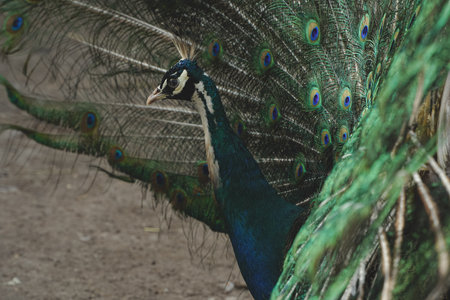 A true embodiment of natures artistry. With its tail feathers fully fanned, the peacock showcases a dazzling array of colors. This stunning display captures the birds regal presence.の写真素材