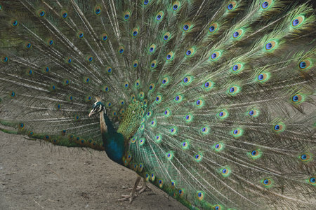 This stunning display captures the birds regal presence. A true embodiment of natures artistry. With its tail feathers fully fanned, the peacock showcases a dazzling array of colors.の写真素材