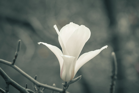 Spring floral background with white magnolia flowers. For this photo applied toning effect.の写真素材