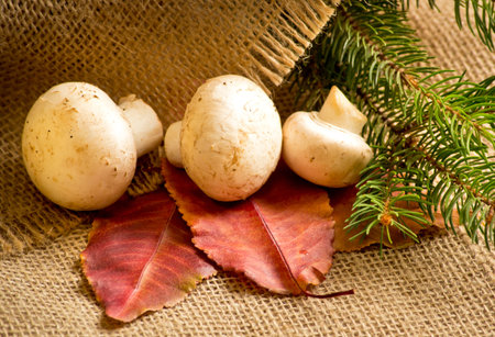 Mushrooms champignon with autumn leaves and spruce branches on sacking