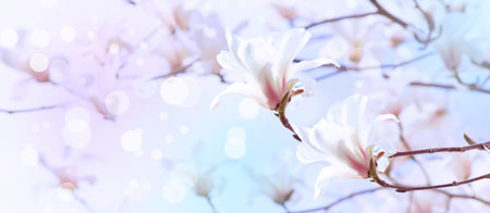 Spring floral banner with white magnolia flowers on  sky backgroundの写真素材