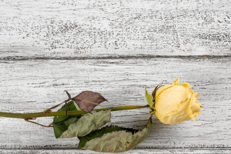Dry roses on background of shabby wooden planks in rustic styleの写真素材