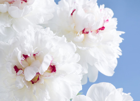 Background with white peony closeupの写真素材