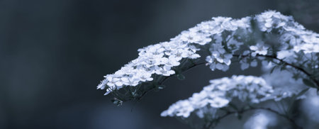 Mysterious spring floral background with blooming small white flowers 
