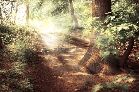 Mysterious spring forest background with pathway on a sunny day and sun raysの写真素材