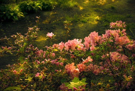 Mysterious spring bloom of rhododendron flowers on a sunny dayの写真素材