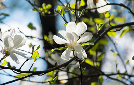 Mysterious spring floral background with blooming white magnolia flowers on a sunny dayの写真素材
