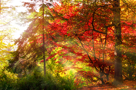 Mysterious autumn forest background with fir tree on a sunny day and sun raysの写真素材