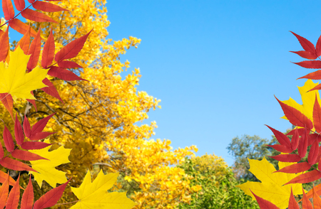 Autumn trees with golden leaves against the blue sky. Empty place for text.の写真素材