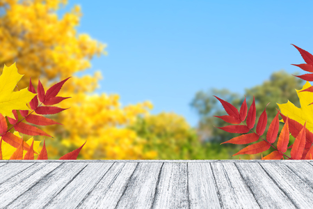 Wooden table in Shabby Chic style and autumn trees with golden leaves against the blue sky. Empty place for your decoration or advertising.の写真素材