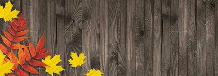 Autumn leaves on wooden planks in rustic style. Empty place for photo or text. Copy space. Top view.