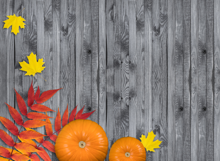 Celebration still life with pumpkins and autumn  leaves on wooden background for Thanksgiving. Empty place for text. Copy space.の写真素材