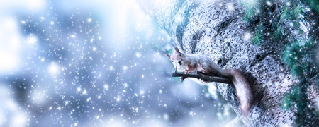 Christmas banner. Funny squirrel (Sciurus vulgaris) sitting on fir tree in forest on snowing background. New Year winter holidays concept. Empty place for photo or text. Copy space.の写真素材