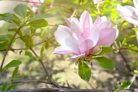Mysterious spring floral background with blooming pink magnolia flowers on a sunny day. Magnolia soulangeana variety (saucer magnolia). Family Magnoliaceae.の写真素材