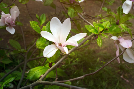 Mysterious spring floral background with blooming pink magnolia flowers on a sunny day. Magnolia soulangeana variety (saucer magnolia). Family Magnoliaceae.の写真素材