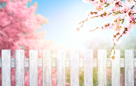 Wooden fence in Shabby Chic style and pink spring trees with sakura blossoming branch against the blue sky. Springtime background.の写真素材