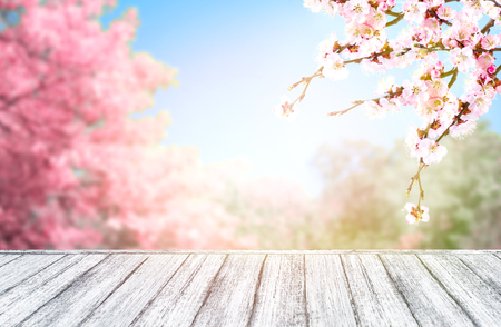 Wooden table in Shabby Chic style and pink spring trees with sakura blossoming branch against the blue sky. Empty place for your decoration or advertising. Copy space. Springtime background.の写真素材