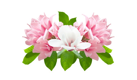 Pink and white magnolia flowers isolated on white background. Magnolia soulangeana variety (saucer magnolia). Family Magnoliaceae. Element for design.の写真素材