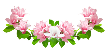 Pink and white magnolia flowers isolated on white background. Magnolia soulangeana variety (saucer magnolia). Family Magnoliaceae. Element for design.の写真素材