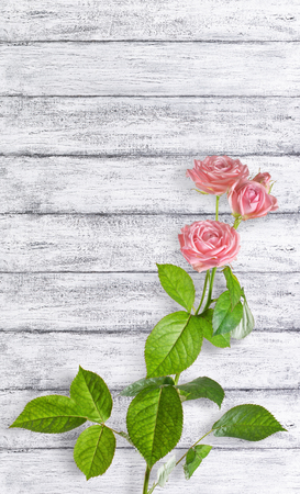 Holiday card with pink roses flowers on background of shabby wooden planks in provence style.の写真素材