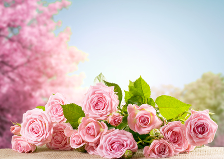 Pink rose flowers lying on sackcloth and spring trees with sakura blossoming branch against the blue skyの写真素材