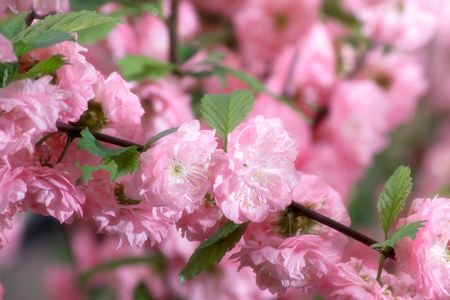 Mysterious spring floral background with blooming pink sakura flowers on a sunny dayの写真素材