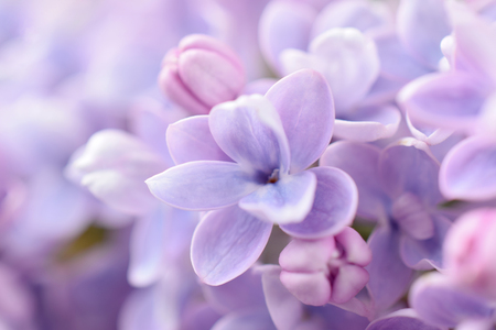 Lilac flowers close-up on blurred backgroundの写真素材