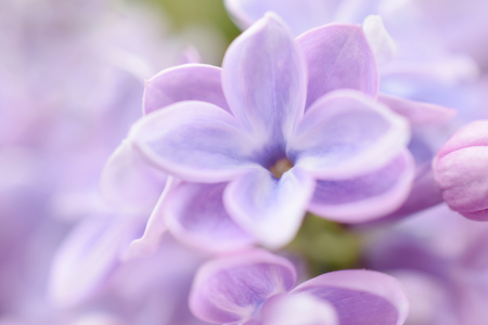 Lilac flowers close-up on blurred backgroundの写真素材
