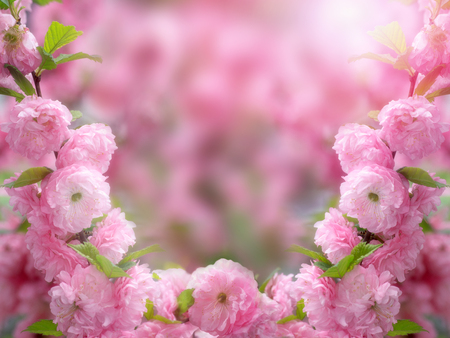 Mysterious spring floral background with blooming pink sakura flowers on a sunny dayの写真素材