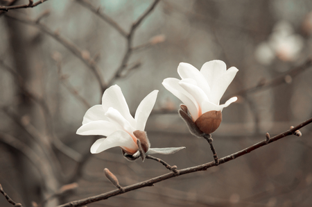 Mysterious spring floral background with blooming white magnolia flowersの写真素材